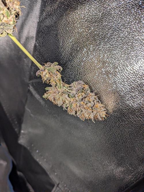 Mango Runtz Mephisto Autopot Tiny Tent. Week 13