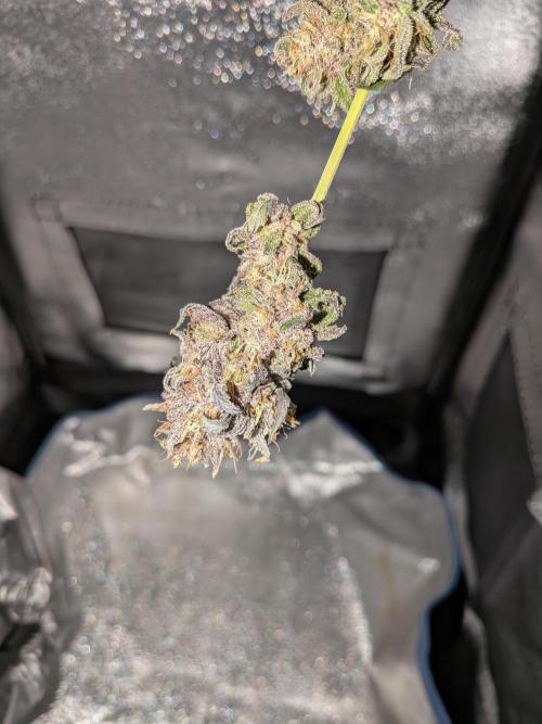 Mango Runtz Mephisto Autopot Tiny Tent. Week 13