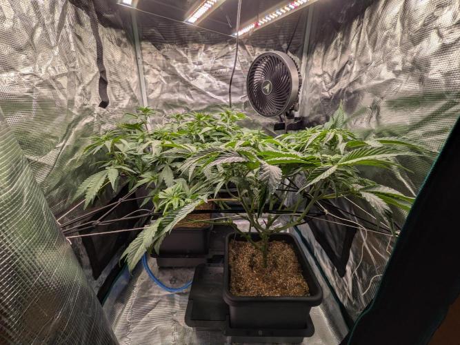 Autopots & Berries. Week 5