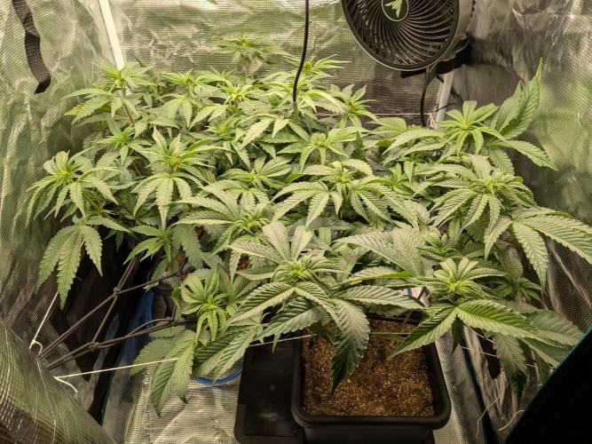 Autopots & Berries. Week 5