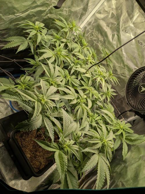 Autopots & Berries. Week 5