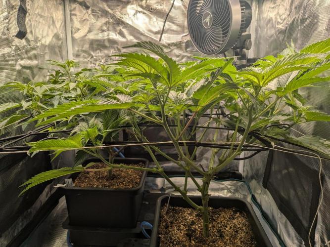 Autopots & Berries. Week 5