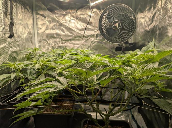 Autopots & Berries. Week 5