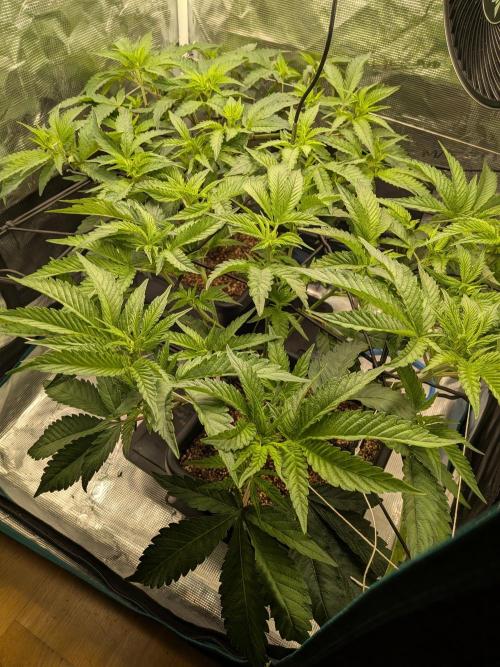 Autopots & Berries. Week 5