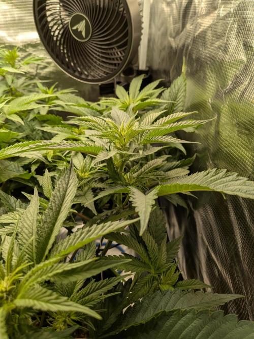 Autopots & Berries. Week 6