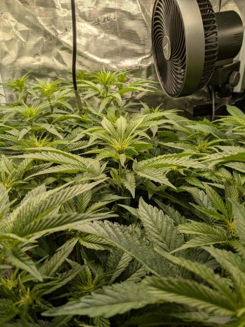 Autopots & Berries. Week 6