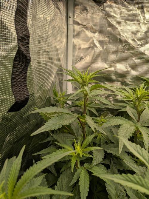 Autopots & Berries. Week 6