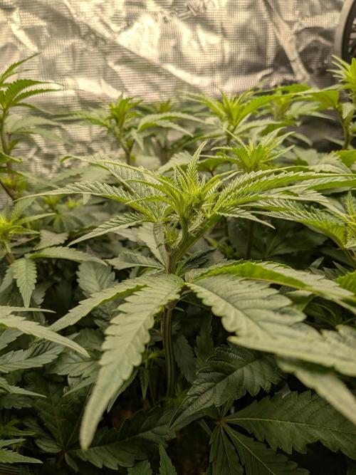 Autopots & Berries. Week 6