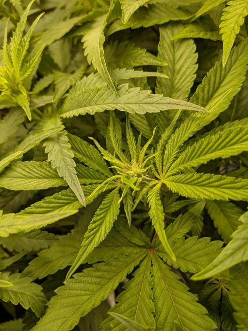 Autopots & Berries. Week 6