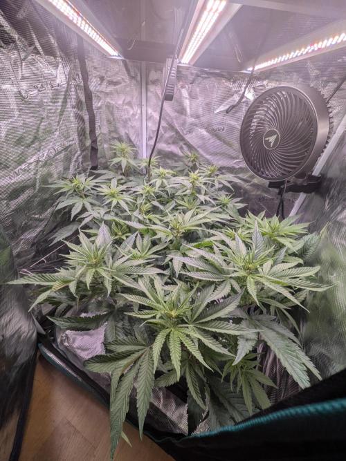 Autopots & Berries. Week 6