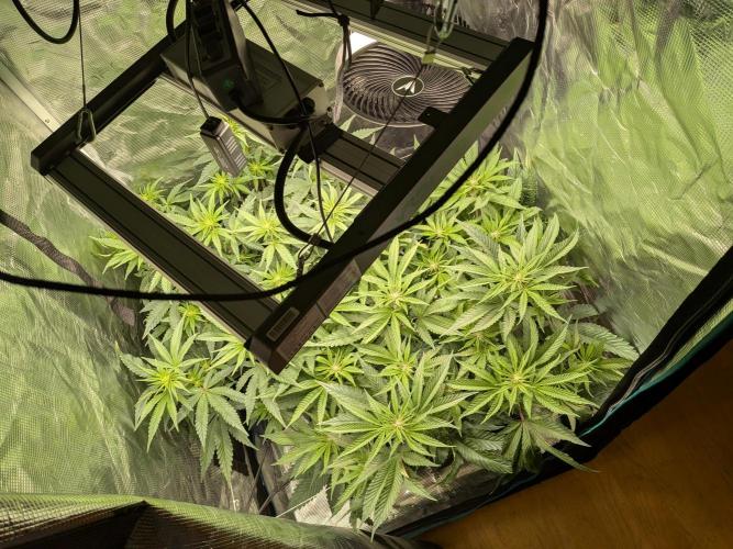 Autopots & Berries. Week 6