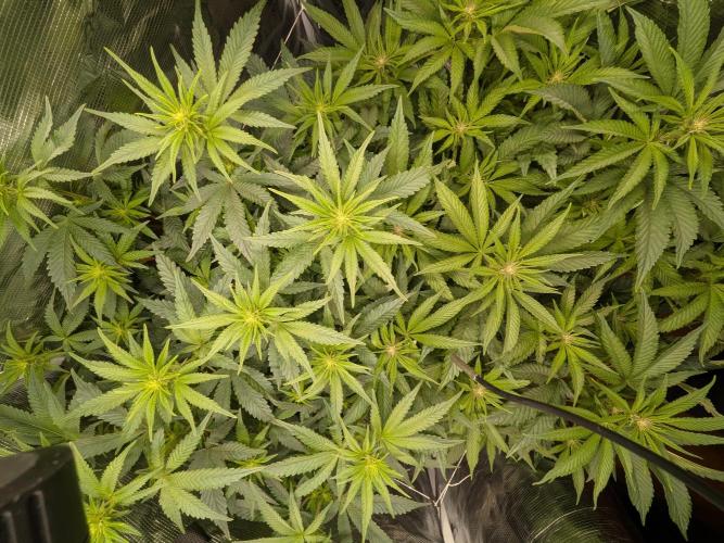 Autopots & Berries. Week 6