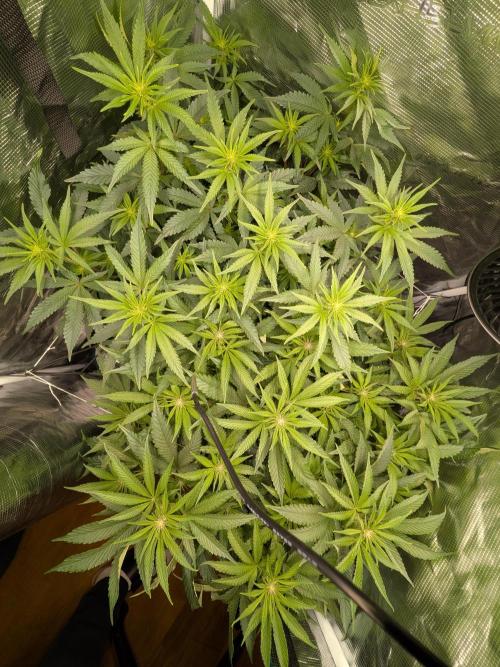 Autopots & Berries. Week 6