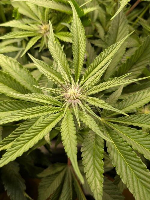 Autopots & Berries. Week 6