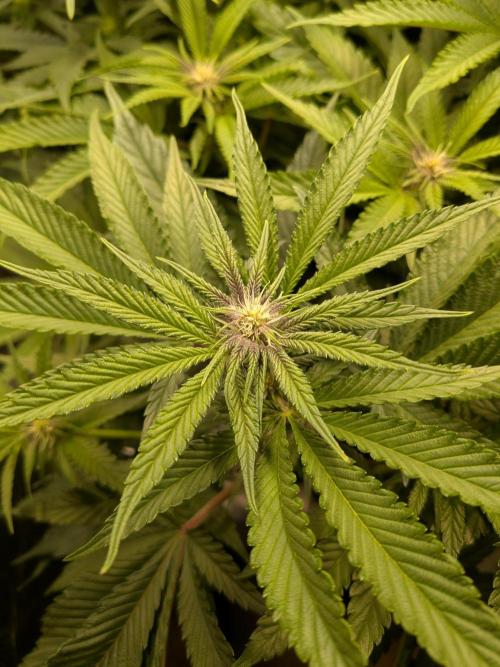 Autopots & Berries. Week 6