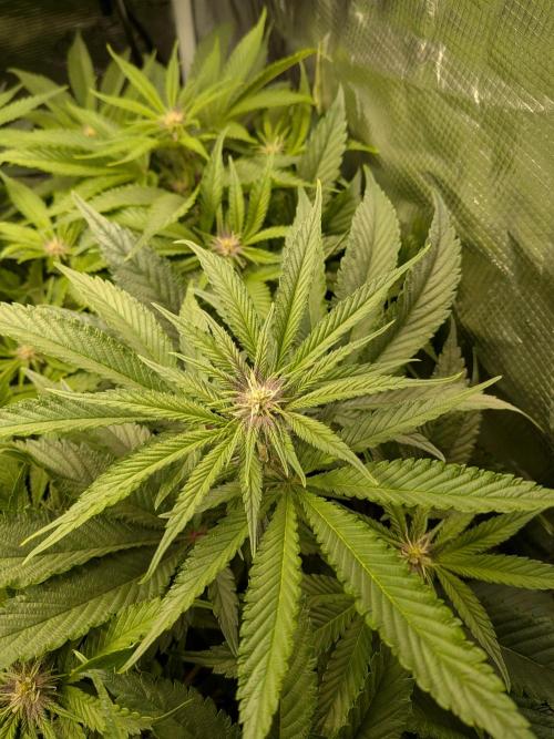 Autopots & Berries. Week 6