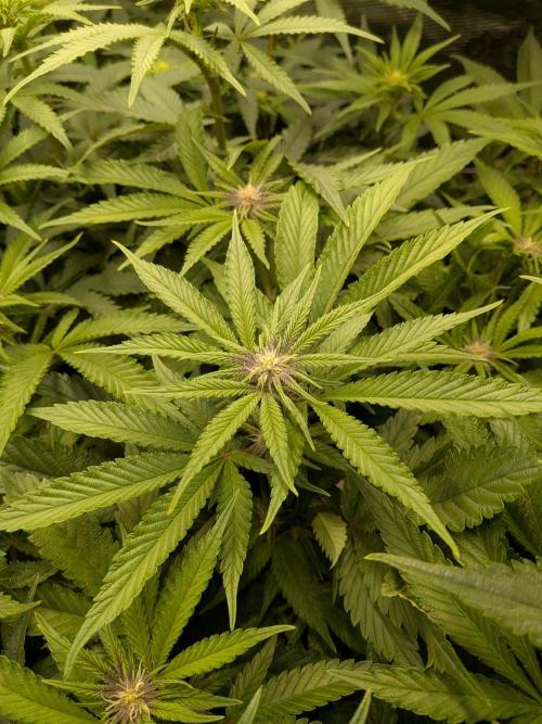 Autopots & Berries. Week 6