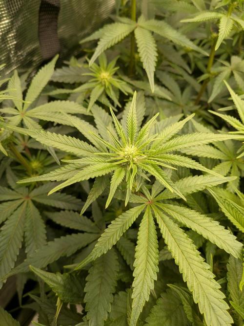 Autopots & Berries. Week 6