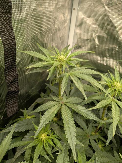 Autopots & Berries. Week 6