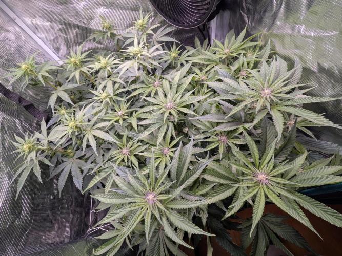 Autopots & Berries. Week 6