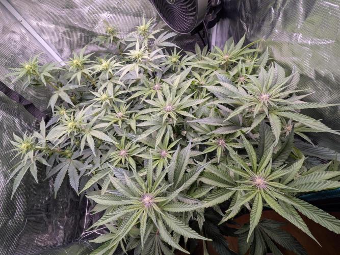 Autopots & Berries. Week 6