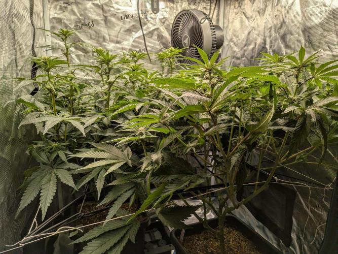 Autopots & Berries. Week 6