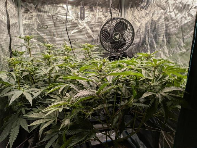 Autopots & Berries. Week 7