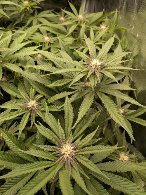 Autopots & Berries. Week 7