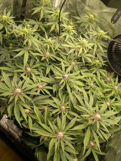 Autopots & Berries. Week 7