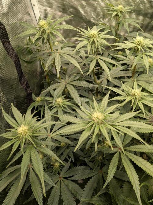 Autopots & Berries. Week 7