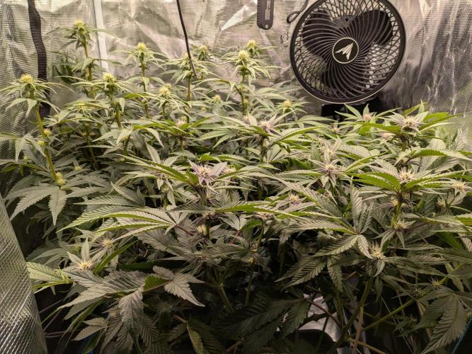 Autopots & Berries. Week 7