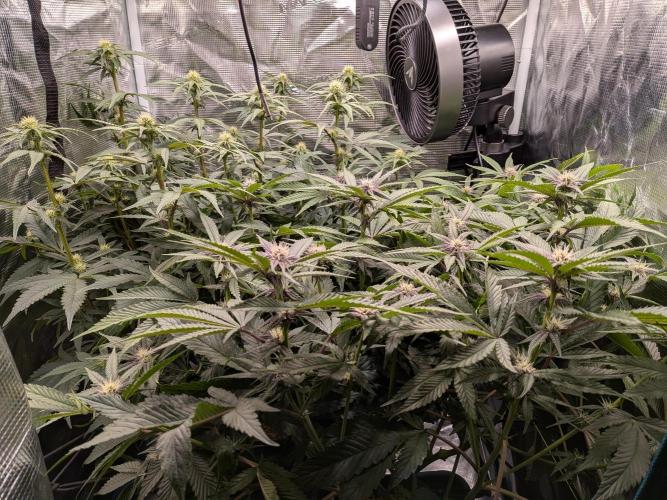 Autopots & Berries. Week 7