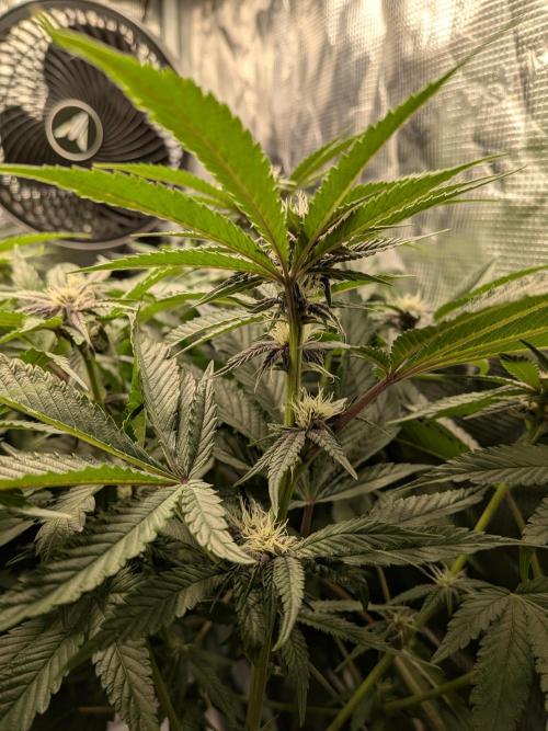 Autopots & Berries. Week 7