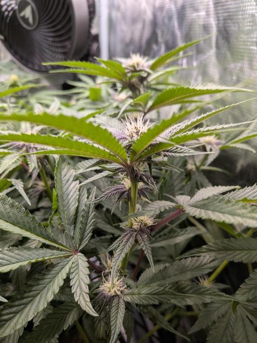 Autopots & Berries. Week 7