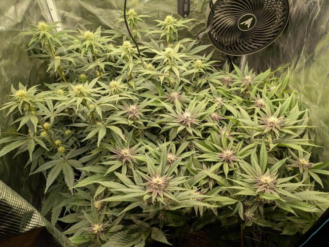 Autopots & Berries. Week 7