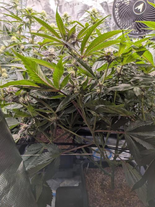 Autopots & Berries. Week 7