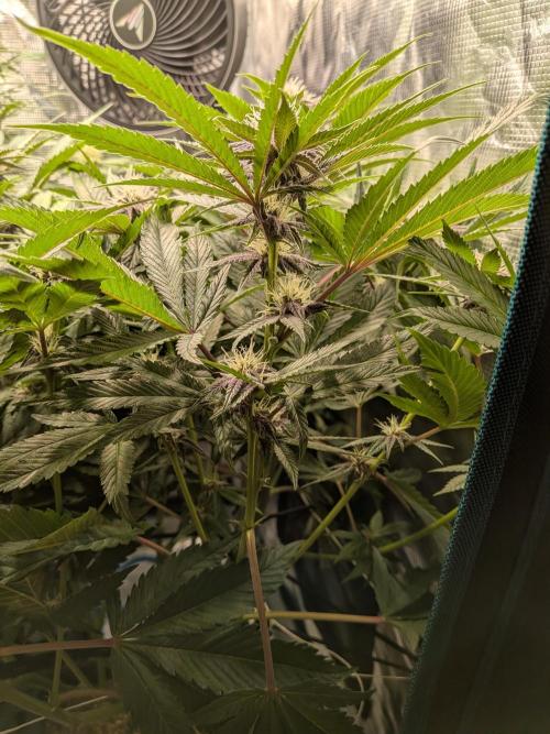 Autopots & Berries. Week 7