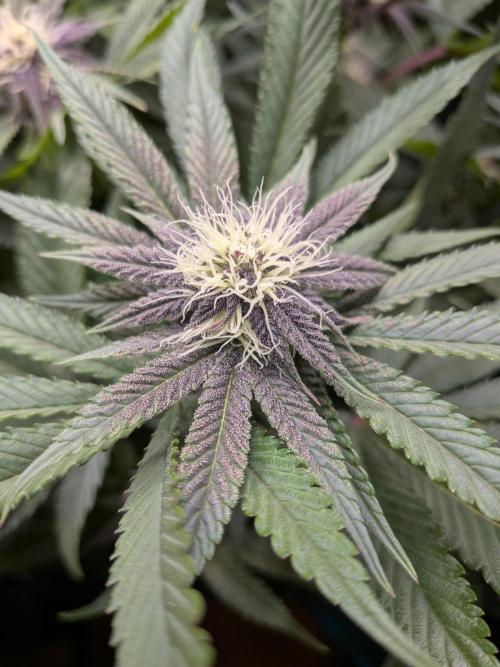 Autopots & Berries. Week 7