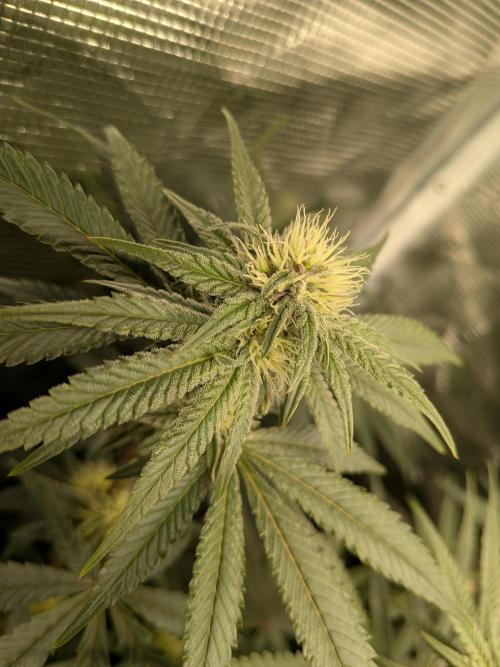 Autopots & Berries. Week 7