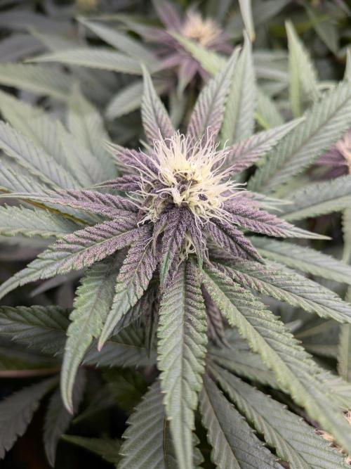 Autopots & Berries. Week 7