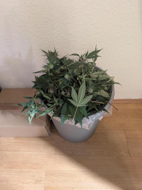 Autopots & Berries. Week 8