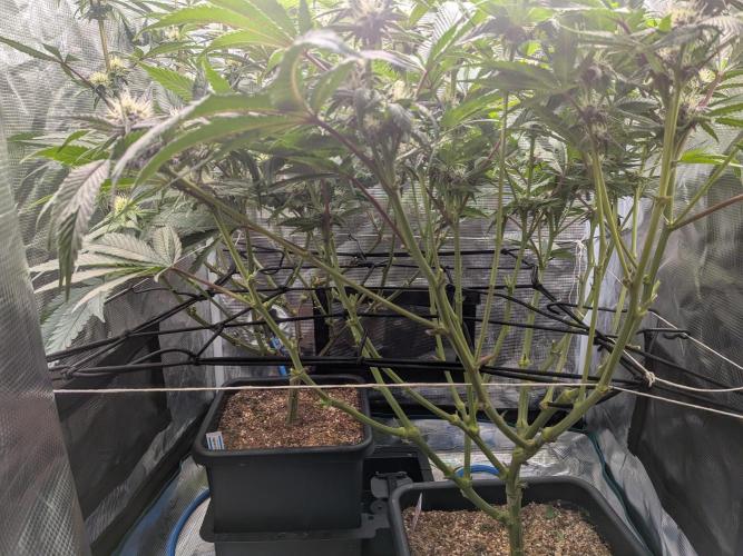 Autopots & Berries. Week 8