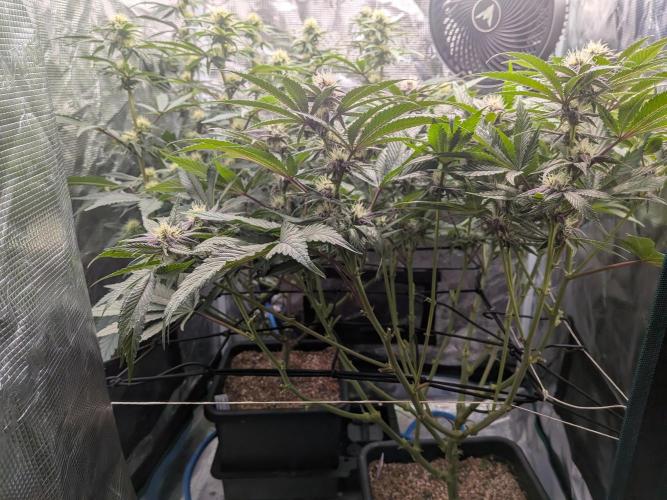 Autopots & Berries. Week 8