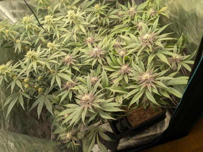 Autopots & Berries. Week 8