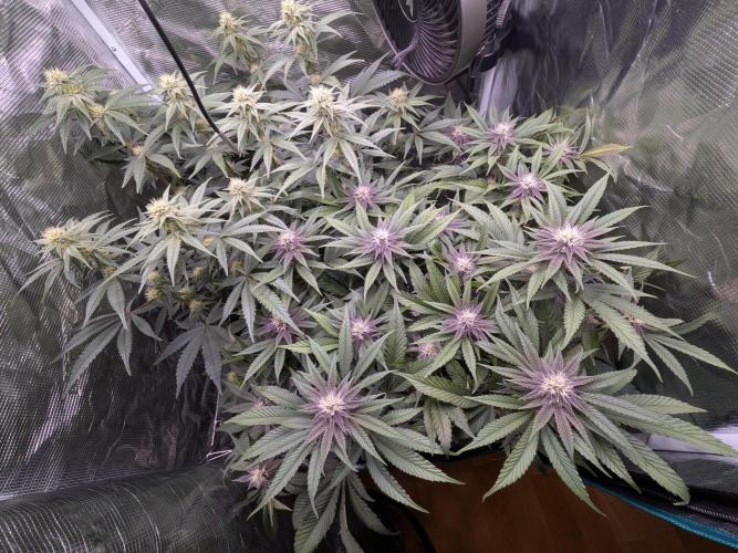 Autopots & Berries. Week 8