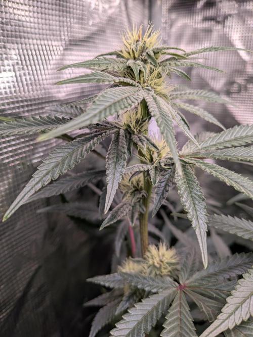 Autopots & Berries. Week 8