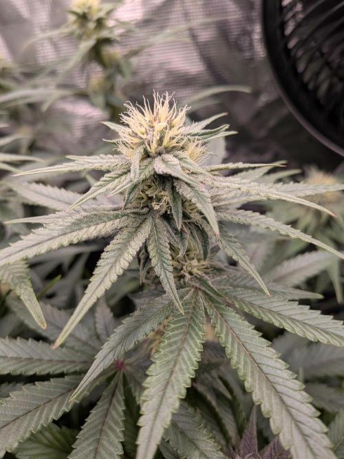 Autopots & Berries. Week 8