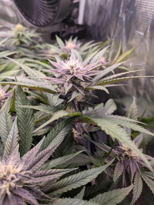 Autopots & Berries. Week 8