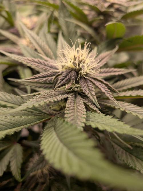 Autopots & Berries. Week 8