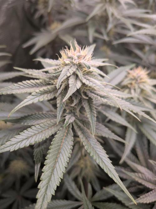 Autopots & Berries. Week 8